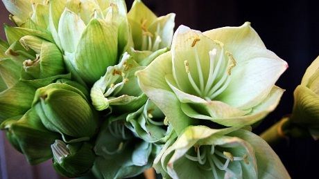 Ekte blomster i resepsjonen