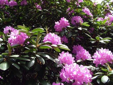 Rhododendronpark har samlet rundt 680 av de totalt 1000 viltvoksende rhododendrontypene i verden.