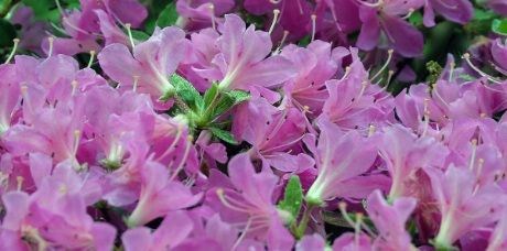 I tillegg til de ville artene, så finnes det også 1000 forskjellige dyrkede sorter hver av rhododendron og azalea