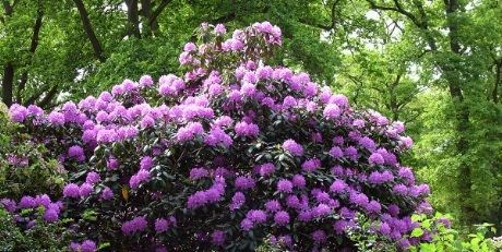 Blomstringen er i mai måned
