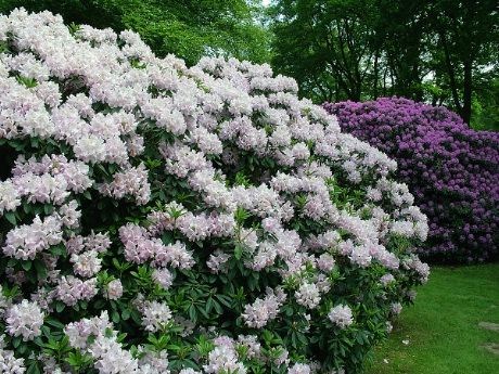 Rhododendronpark er et  enestående opplevelseslandskap med mangfold og fascinasjon til helt uvanlige opplevelser i tre etapper: opplevelsessentrum, Himalaya/Borneo og japansk hage.