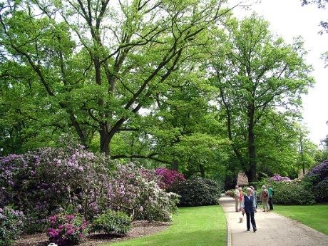 De autentisk kopierte opplevelseslandskapene viser rhododendronen i full blomsterprakt i deres naturlige omgivelser.  