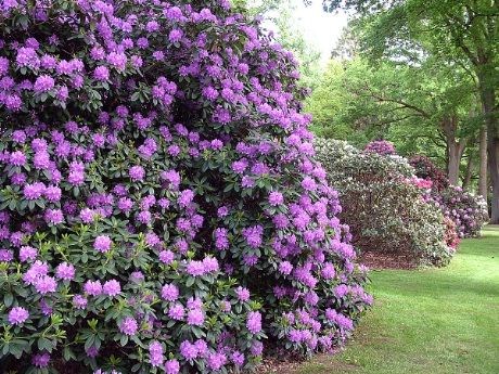 Vegger av rhododendron