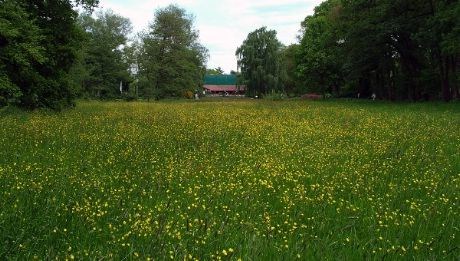 En "smørblomsteng" fantes også