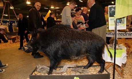 Villsvin i den danske hallen