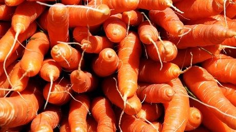 Gulerøtter fra Jæren