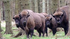 Bisonsafari og smak av villmark på Bornholm